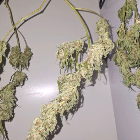 Pure Glitter Clone growlog timeline photo