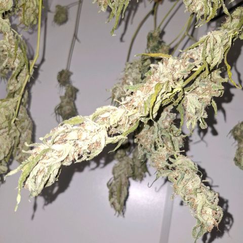 Pure Glitter Clone growlog timeline photo