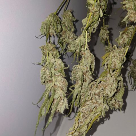 Pure Glitter Clone growlog timeline photo