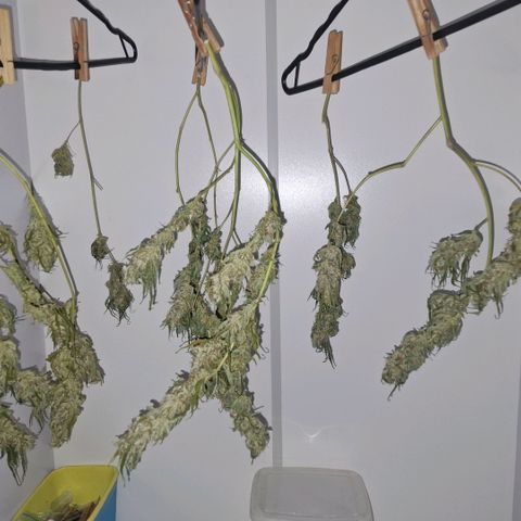 Pure Glitter Clone growlog timeline photo