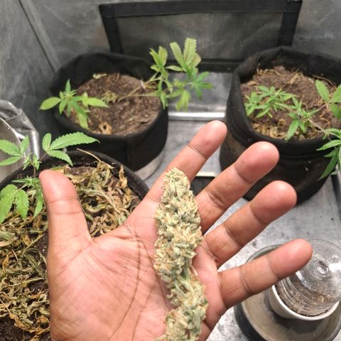 Pure Glitter Clone growlog timeline photo