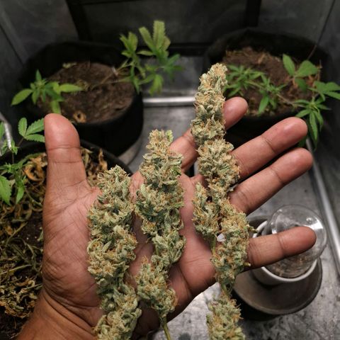 Pure Glitter Clone growlog timeline photo