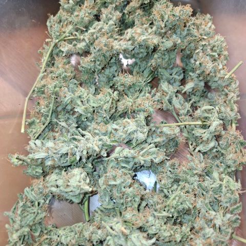 Pure Glitter Clone growlog timeline photo