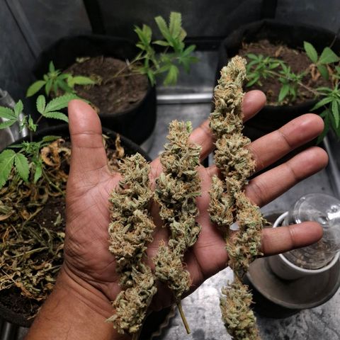 Pure Glitter Clone growlog timeline photo