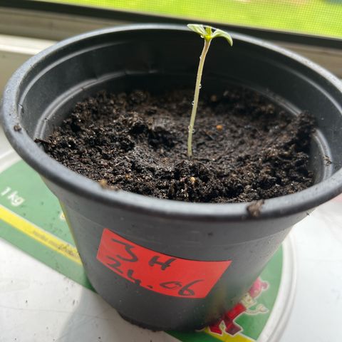 Jack Herer Automatic growlog timeline photo