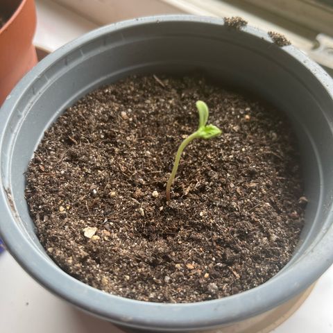 Purple Haze Automatic growlog timeline photo