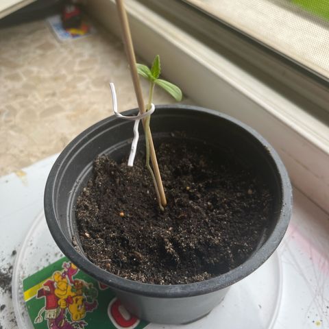 Jack Herer Automatic growlog timeline photo