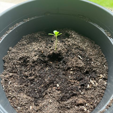 Purple Haze Automatic growlog timeline photo