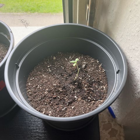 Jack Herer Automatic growlog timeline photo