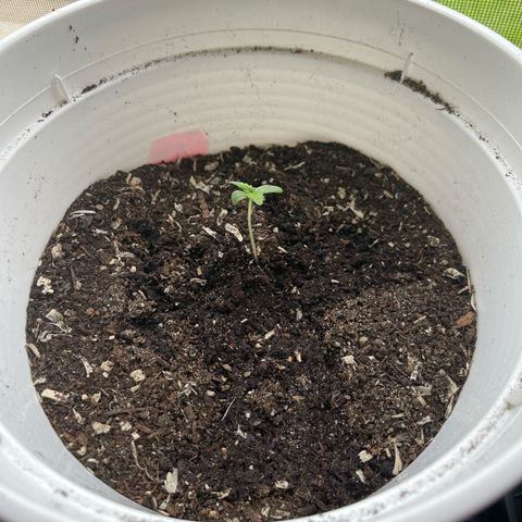 Pink Rozay Automatic growlog timeline photo
