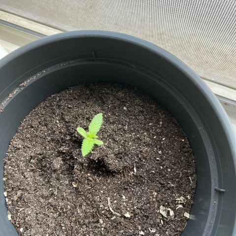 Purple Haze Automatic growlog timeline photo