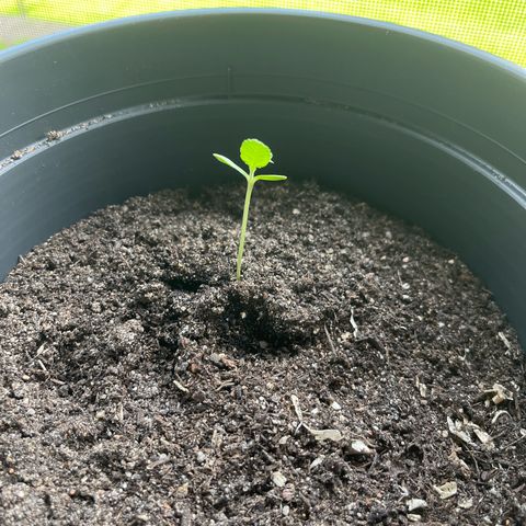 Purple Haze Automatic growlog timeline photo