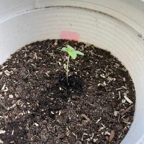Pink Rozay Automatic growlog timeline photo