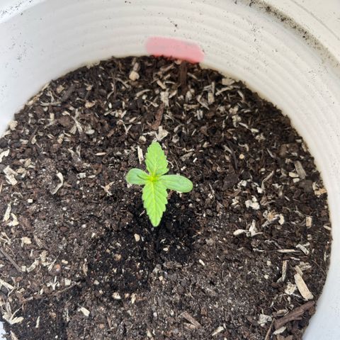Pink Rozay Automatic growlog timeline photo