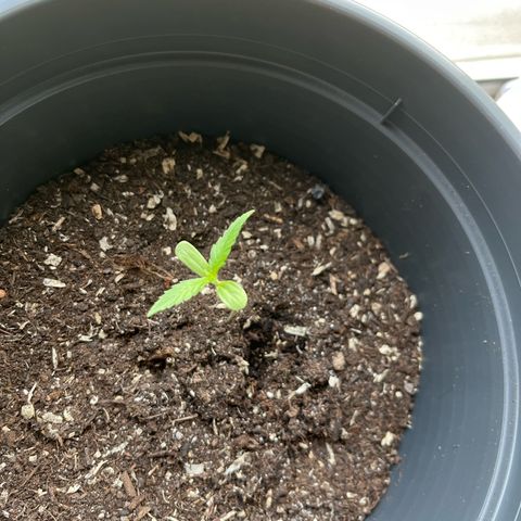 Jack Herer Automatic growlog timeline photo