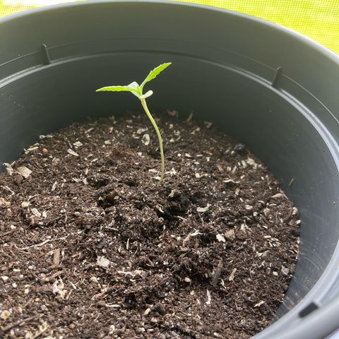 Jack Herer Automatic growlog timeline photo