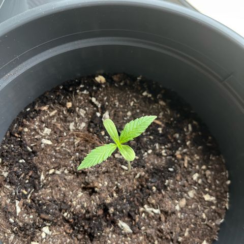 Jack Herer Automatic growlog timeline photo