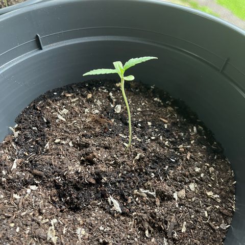 Jack Herer Automatic growlog timeline photo