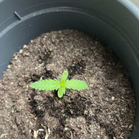 Purple Haze Automatic growlog timeline photo