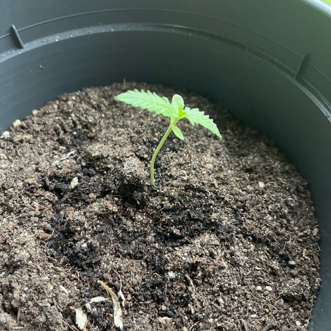 Purple Haze Automatic growlog timeline photo