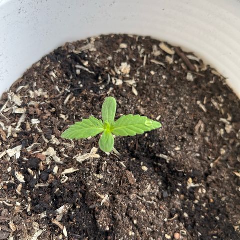 Pink Rozay Automatic growlog timeline photo