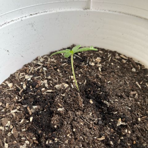 Pink Rozay Automatic growlog timeline photo