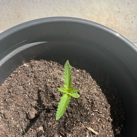 Purple Haze Automatic growlog timeline photo