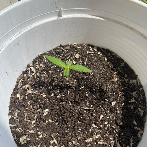 Pink Rozay Automatic growlog timeline photo