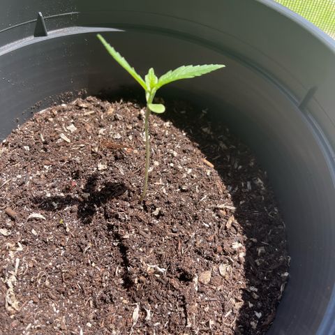 Jack Herer Automatic growlog timeline photo