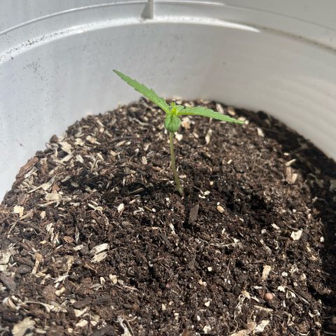 Pink Rozay Automatic growlog timeline photo