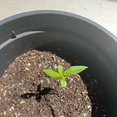 Jack Herer Automatic growlog timeline photo