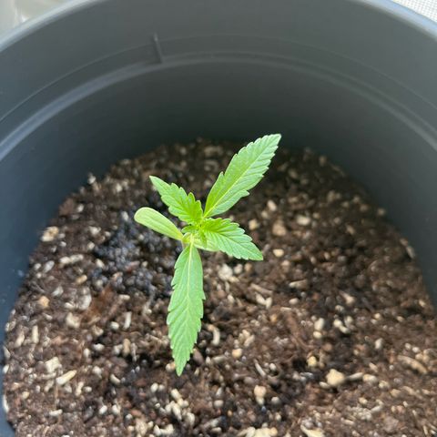Jack Herer Automatic growlog timeline photo