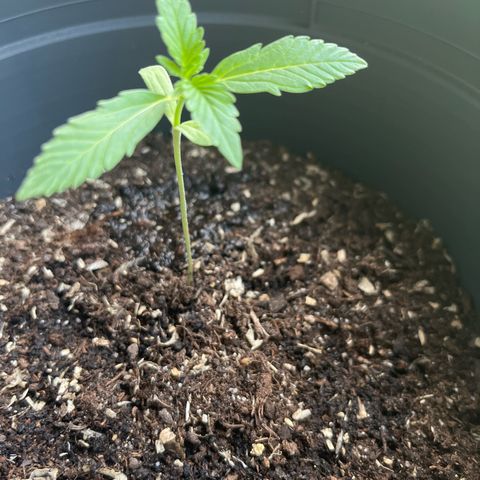 Jack Herer Automatic growlog timeline photo