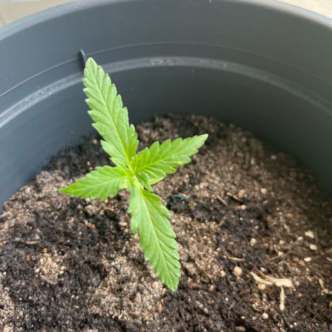 Purple Haze Automatic growlog timeline photo