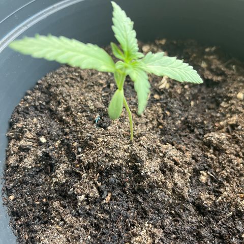 Purple Haze Automatic growlog timeline photo