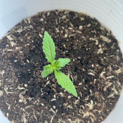 Pink Rozay Automatic growlog timeline photo