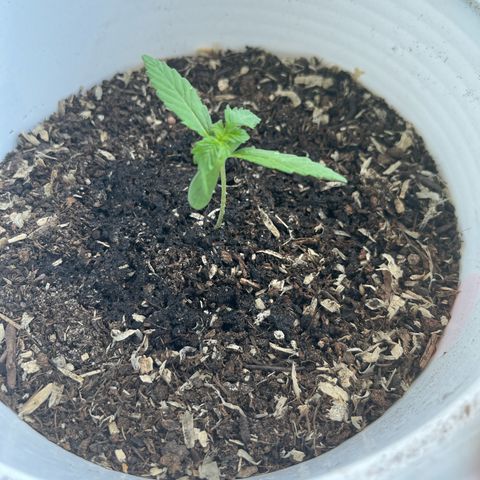 Pink Rozay Automatic growlog timeline photo