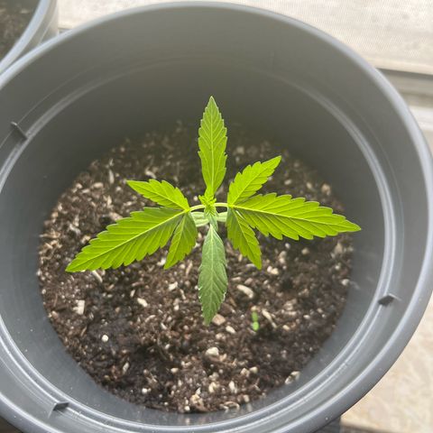 Jack Herer Automatic growlog timeline photo