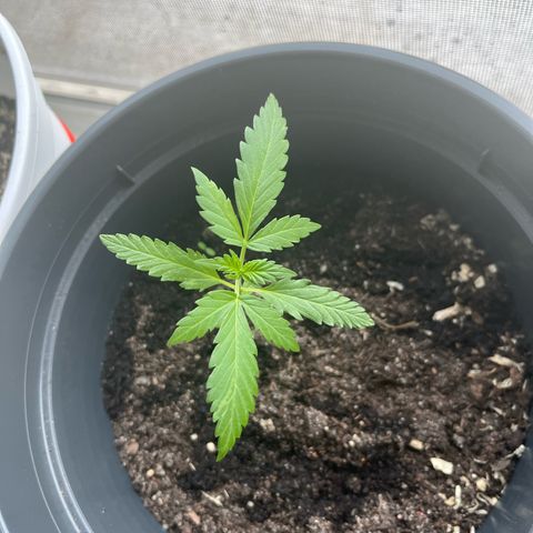 Purple Haze Automatic growlog timeline photo