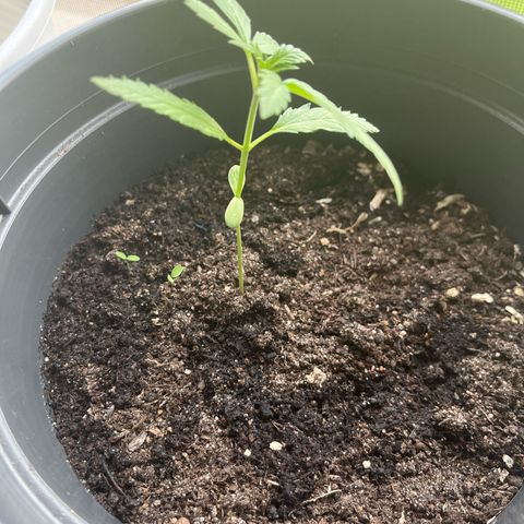 Purple Haze Automatic growlog timeline photo
