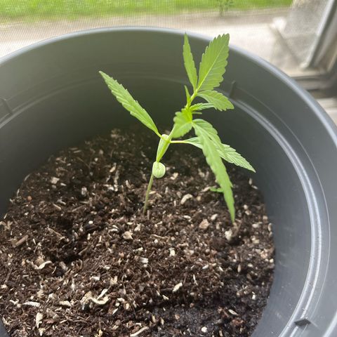 Jack Herer Automatic growlog timeline photo