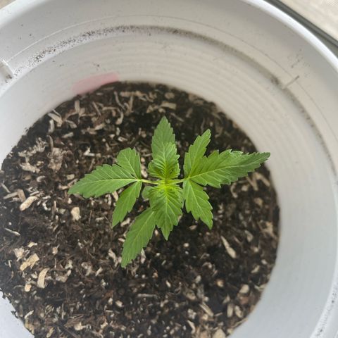 Purple Haze Automatic growlog timeline photo