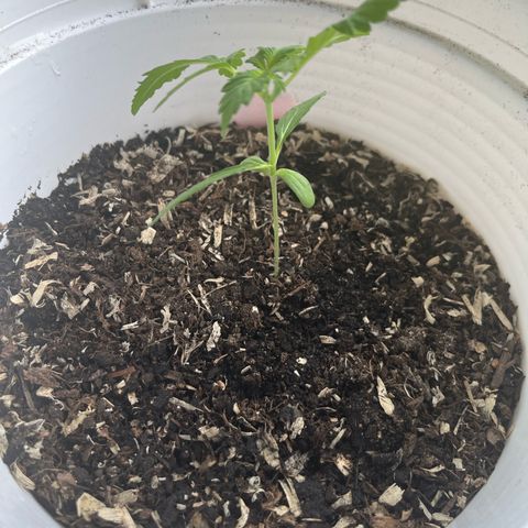 Purple Haze Automatic growlog timeline photo