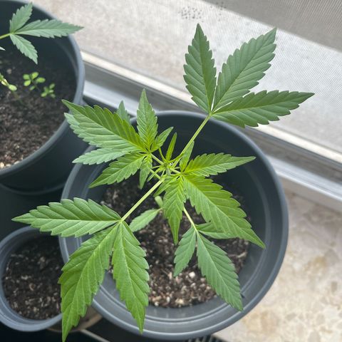 Jack Herer Automatic growlog timeline photo