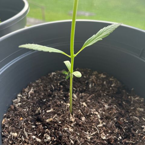 Jack Herer Automatic growlog timeline photo