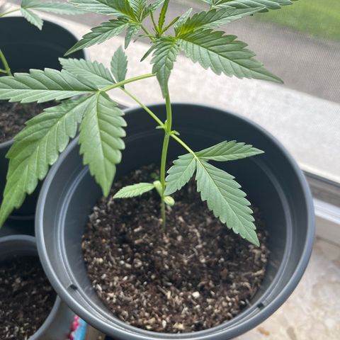 Jack Herer Automatic growlog timeline photo