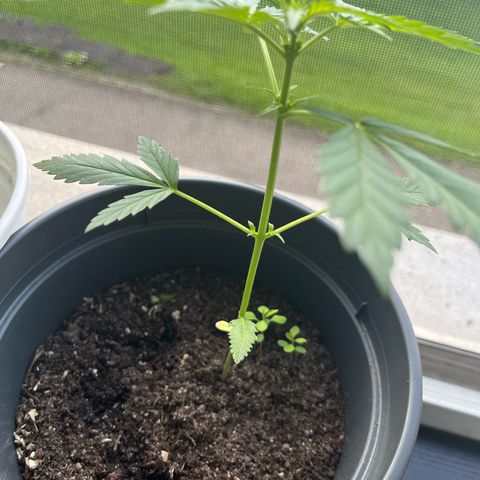 Purple Haze Automatic growlog timeline photo
