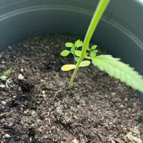 Purple Haze Automatic growlog timeline photo