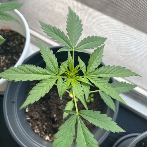 Purple Haze Automatic growlog timeline photo