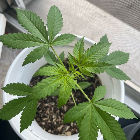 Pink Rozay Automatic growlog timeline photo